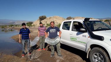 Siembra récord de pejerreyes en los diques