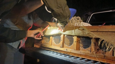 Trasladaron 20 aves rescatadas en San Juan a una fundación en Buenos Aires para su rehabilitación.