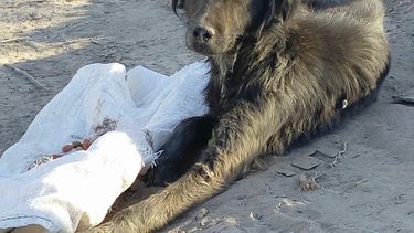 Encontraron a la perra que abandonó el remisero después de arrastrarla