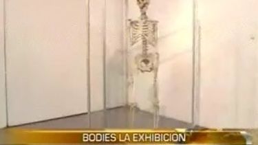 Bodies, la exhibición: una muestra para conocer tu cuerpo