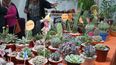 las estrellas de la feria de las artesanias: algo para comer y algo para la casa las estrellas de la feria de las artesanias: algo para comer y algo para la casa