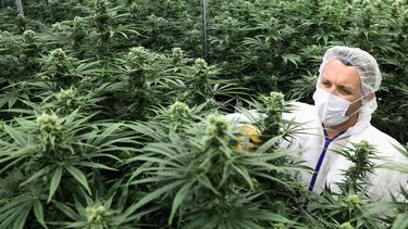 Una firma canadiense compra tierras en San Juan para producir marihuana