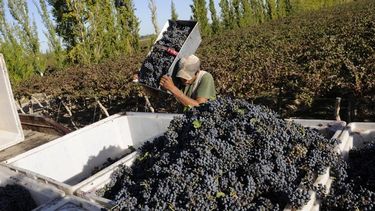 Piden replantear cambios en la cosecha