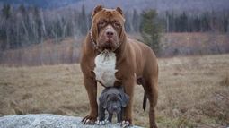 En San Juan avanzan cada vez más hacia una ley integral sobre perros de razas poderosas