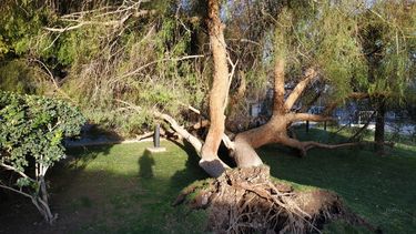Por el viento, se cayeron varios árboles en el Centro Cívico: ¿y el de las quinceañeras?