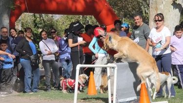 Arrancan las actividades por el día del animal