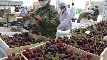 Banco San Juan se suma a los préstamos para el sector agrícola