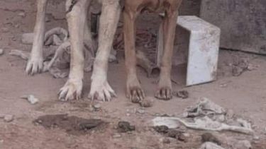 Desgarradora imagen: qué pasó con las dos perras desnutridas que usaban para tener crías de raza