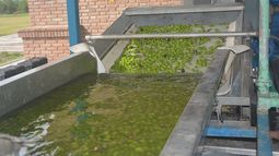 Presentaron los primeros aceites de oliva sanjuaninos de la temporada 2021