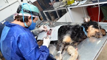 En 7 meses se realizaron más de 2 mil estreilizaciones en el quirófano veterinario móvil