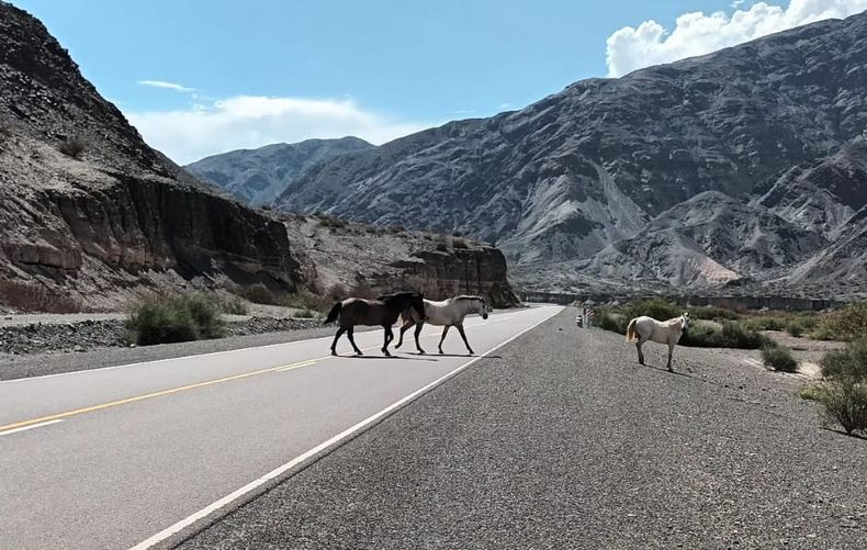 animales sueltos calingasta san juan caballos.jpg