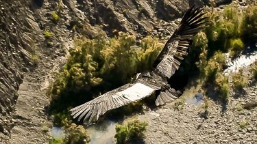 Liberaron otro cóndor rehabilitado: mirá el trabajo en conjunto que se hace para su rescate