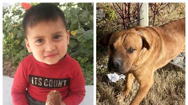 El perro que atacó un nene en Caucete le había matado a su mascota seis meses antes