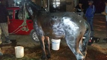 El peor final: tendrán que sacrificar el caballo quemado en un incendio