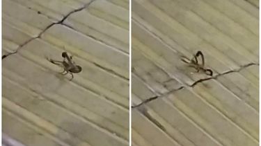 Vecinos de Albardón en alerta por la aparición de alacranes