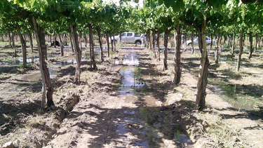 Año hídrico: con los números en mano, los pedidos de los regantes sanjuaninos