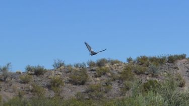 Un zorro y 17 aves recuperaron la libertad gracias al Faunístico