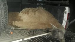 Indignante: un empleado de Ambiente local, preso por caza furtiva