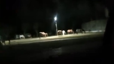 Una manada de caballos en una plaza de Rawson.