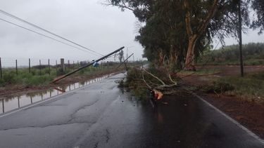 Pudo ser un desastre: la rama de un árbol provocó la caída de tres postes de luz