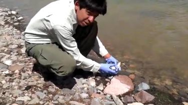 Rescataron una exótica ave en el camino de Agua Negra