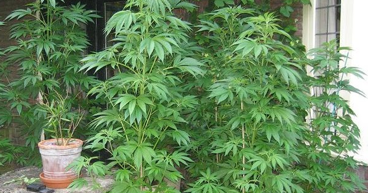 Cay Una Pareja Que Ocultaba Cuatro Plantas De Marihuana En Un Descampado