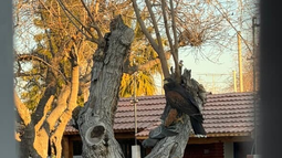 Un gavilán fue filmado en plena acción en medio de un barrio de Rivadavia.