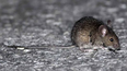 El ratón colilargo es el principal transmisor del hantavirus. El ratón colilargo es el principal transmisor del hantavirus.