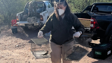 Una serie de aves en peligro de extinción rescatadas en San Juan y posteriormente rehabilitadas, fueron liberadas en San Luis. Una serie de aves en peligro de extinción rescatadas en San Juan y posteriormente rehabilitadas, fueron liberadas en San Luis.