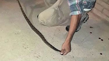 Miedo en Rawson: apareció una víbora en una reja