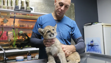 Buena noticia: la pumita sanjuanina rescatada está estable y quieren llevarla a Córdoba