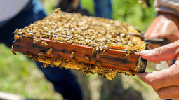 Vecinos de Jáchal dieron sus primeros pasos en la actividad de la apicultura.