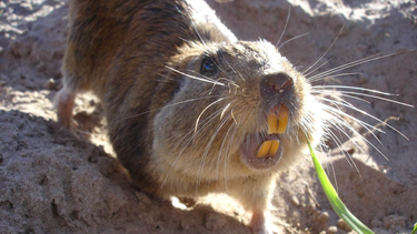 hallazgo cientifico argentino: cual es el roedor que se comunica a nivel ultrasonico hallazgo cientifico argentino: cual es el roedor que se comunica a nivel ultrasonico