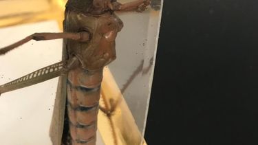 Una langosta gigante atemorizó a un joven de Rivadavia