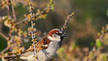 La tala de árboles, uno de los grandes flagelos que afectan a las aves en todo el mundo.