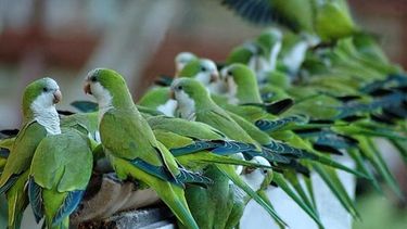 Atención sanjuaninos: advierten sobre una enfermedad que transmiten loros y cotorras