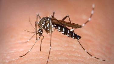 Confirman nuevos casos autóctonos de dengue en San Juan Confirman nuevos casos autóctonos de dengue en San Juan