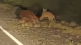 La particular escena de un puma comiendo un caballo a la vera de una ruta en Valle Fértil. Foto: Captura video Info Valle Fértil. La particular escena de un puma comiendo un caballo a la vera de una ruta en Valle Fértil. Foto: Captura video Info Valle Fértil.