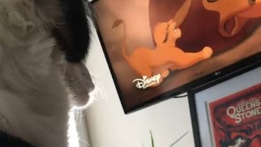 Viral: la perrita que llora al ver una triste escena del Rey León