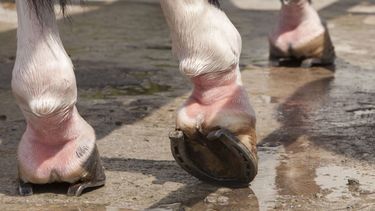 Imagen ilustrativa.&nbsp;