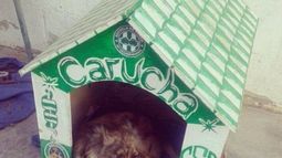 Carucha, la mascota que aman los hinchas del Víbora