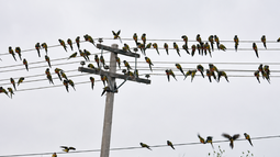 Buscan una solución ante la enorme cantidad de loros que atacan los cultivos en Jáchal. Van desde el uso de bombas a láseres. Foto: Actualidad Jachallera Buscan una solución ante la enorme cantidad de loros que atacan los cultivos en Jáchal. Van desde el uso de bombas a láseres. Foto: Actualidad Jachallera