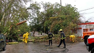 Árboles caídos y daños por el granizo en plantaciones, la consecuencia del temporal en San Juan