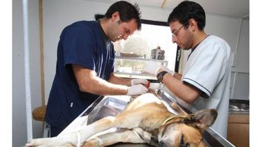 El quirófano móvil de mascotas se asentará en Rawson por varios días