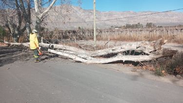 Árboles caídos y focos de incendio: lo que dejó el paso del ventarrón en San Juan