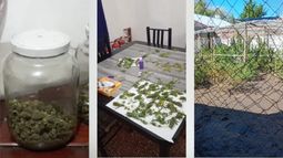 Revientan una cueva narco y descubren una plantación de marihuana en Caucete Revientan una cueva narco y descubren una plantación de marihuana en Caucete