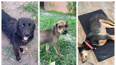 Estos son los perritos sanjuaninos que buscan una familia en enero