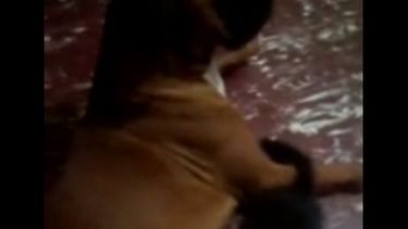 Increíble video: mirá cómo esta perra amamanta a un gato callejero