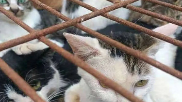 La Policía de China rescató miles de gatos que iban camino al matadero