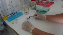 Hay un nuevo espacio para analizar las vinchucas que los sanjuaninos encuentran en sus casas, en el marco de la lucha contra el Chagas.